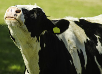 Black and White Cow - 210145992