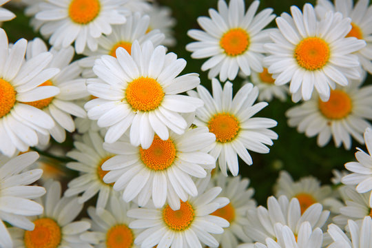 Fototapeta Macro shot of big daisies.