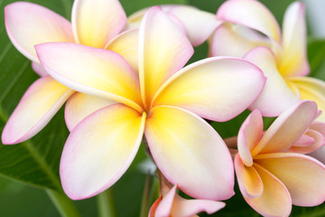 Plumeria or frangipani flower, Tropical flower.