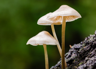 Three Mushrooms - 210146304