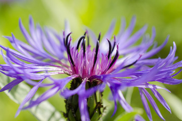 Blue Purple Cornflower