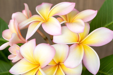 Obraz na płótnie Canvas Plumeria or frangipani flower, Tropical flower.