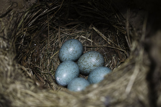 Blue eggs of a black bird in a nest