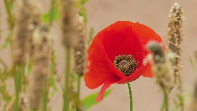 Poppy blowing in the breeze