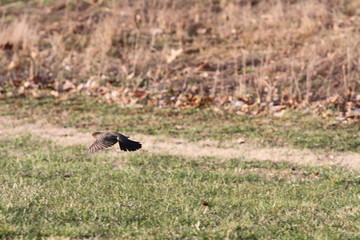 comming in for a landing