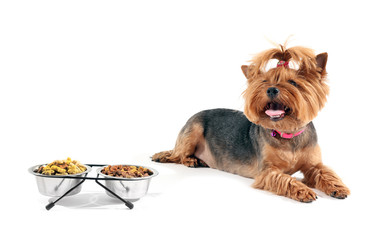 Cute funny dog near bowls with food on white background