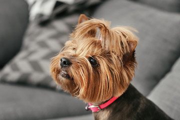 Cute funny dog at home