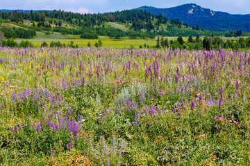 Grand Teton National Park