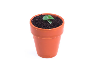 small plant sprout in a pot on a white background