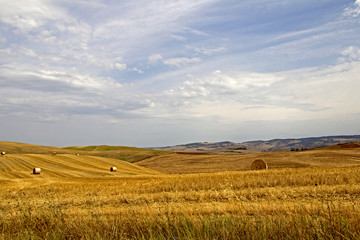 Campo di grano, Toscana © Francesca Marvulli