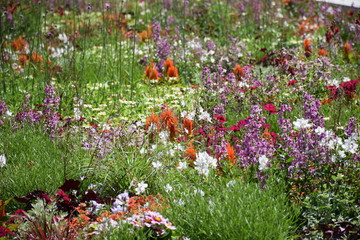 bunte Blumenwiese