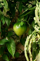 Green tomato is ripening on a branch under the sun rays