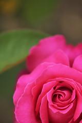 濃いピンクの薔薇の花　クローズアップ　埼玉県　伊奈町　日本