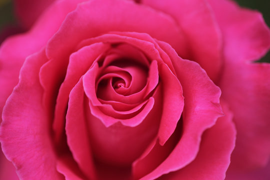 濃いピンクの薔薇の花　クローズアップ　埼玉県　伊奈町　日本