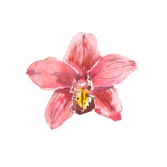 Hand drawn watercolor illustration of tender pink orchid branch isolated on the white background. Tropical flowers of Hawaii, Thailand, Asia - 210149376