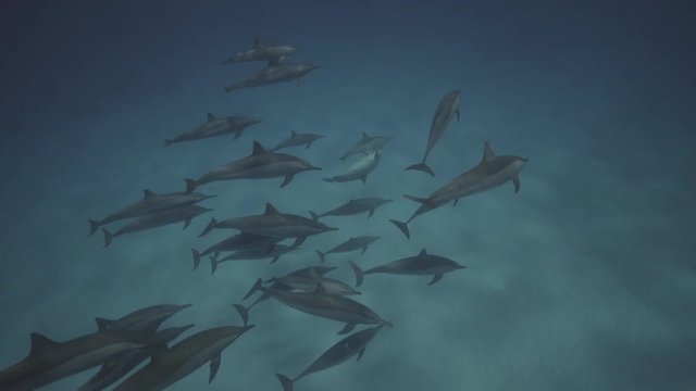 Spinner dolphins in clear water over a sandy ocean floor