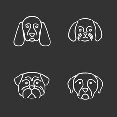 Dogs breeds chalk icons set