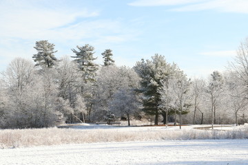 Ice covered trees