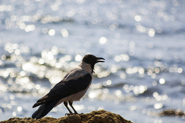 Silhouette black and gray bird like crow on beach near sea. Corvus cornix bird, hooded crow, hoodie, Scotch crow, Danish, grey, mist, Nebelkrähe