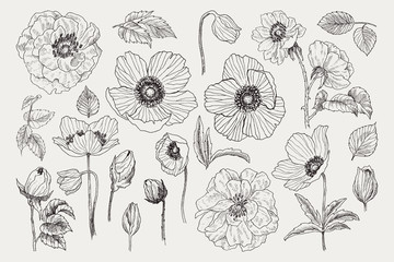 Fototapeta premium Big set of monochrome vintage flowers vector elements, Botanical flower decoration shabby chic illustration wild roses and anemone, poppy isolated natural floral wildflowers leaves and twigs.