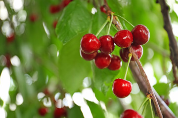 Sweet cherry berries on tree branches in garden