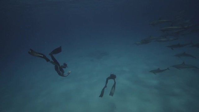 Spinner dolphins in clear water over a sandy ocean floor