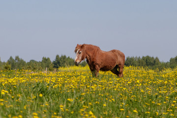 in a colorful meadow, a horse
