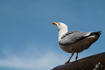 Fototapeta premium Gabbiano sul bordo di una fontana che guarda in alto e cielo azzurro sullo sfondo