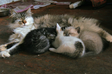 the cat feeds the kittens