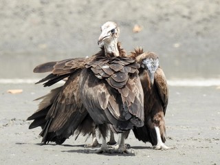 Vulture