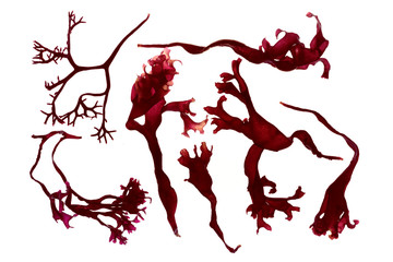 dried seaweed silhouette © MIGUEL GARCIA SAAVED