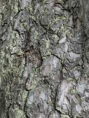 background of the bark of a pine tree. 