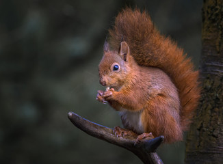 Cute red squirrel on tree