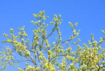 Blossoming apple tree.