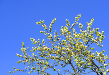 Blossoming apple tree.