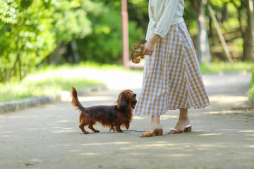 散歩するダックスフンド