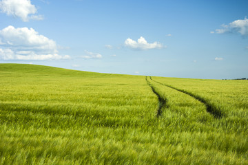 Fototapeta na wymiar Yellow barley growing on a hill and wheel marks