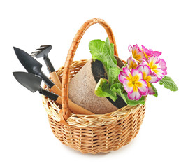 Wicker basket with plant and gardening tools on white background