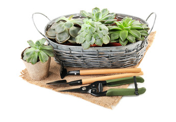 Fototapeta na wymiar Metal basket with plants in pots and gardening tools on white background