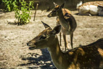 Eating vietnamese sika deer