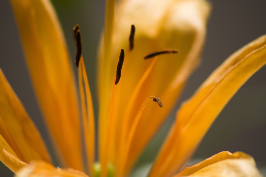 Orange lily close-up