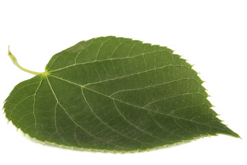 Leaf of linden, isolated on white background