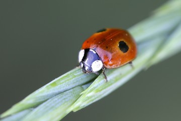 Two-spot ladybird or two-spotted ladybug, Adalia bipunctata