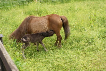 Naklejka na ściany i meble Shetland Pony Fohlen