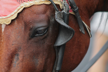 L'occhio del cavallo non mente mai