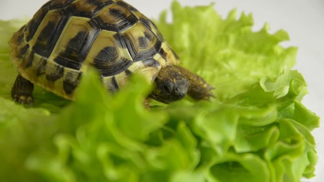 Small Turtle On A Sheet Of Salad