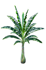 tree banana isolate on white background