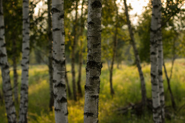 birch forest nature landscape in summer morning time with nobody
