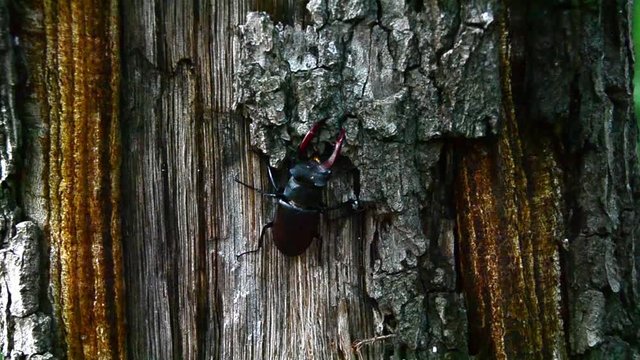 Lucanus cervus, beetle, stag beetle, male