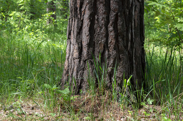 The base of a pine tree in the forest. warm Sunny summer day in the southern Urals